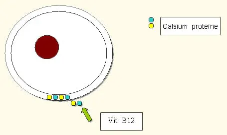 Υγρό λίπασμα νιτρικού ασβεστίου